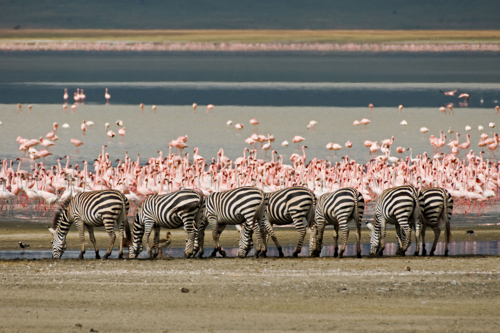 Découvrez le lac Magadi lors de votre safari au Kenya