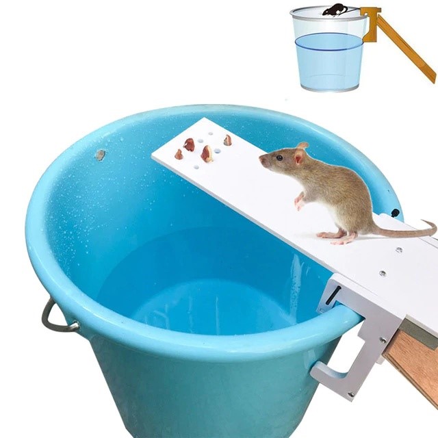Piège à souris efficace