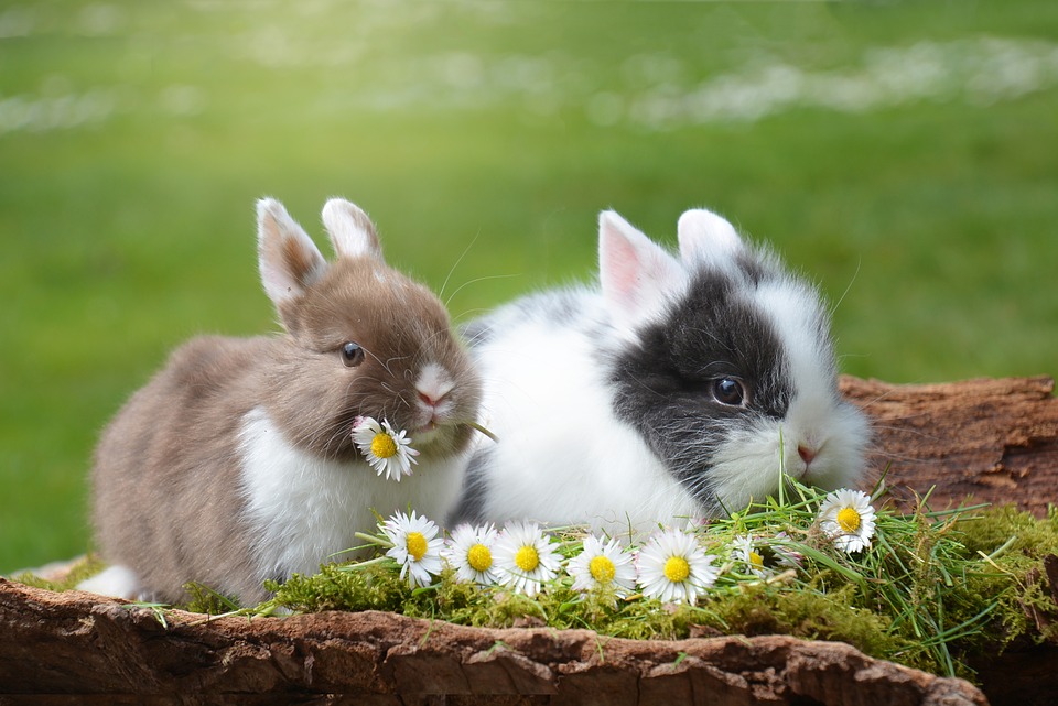 Les différentes races de lapin de compagnie